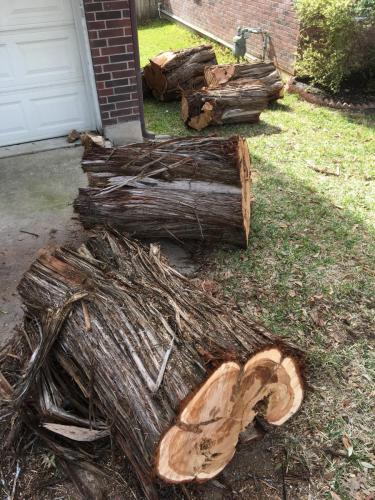 Cedar Tree Trunk pieces